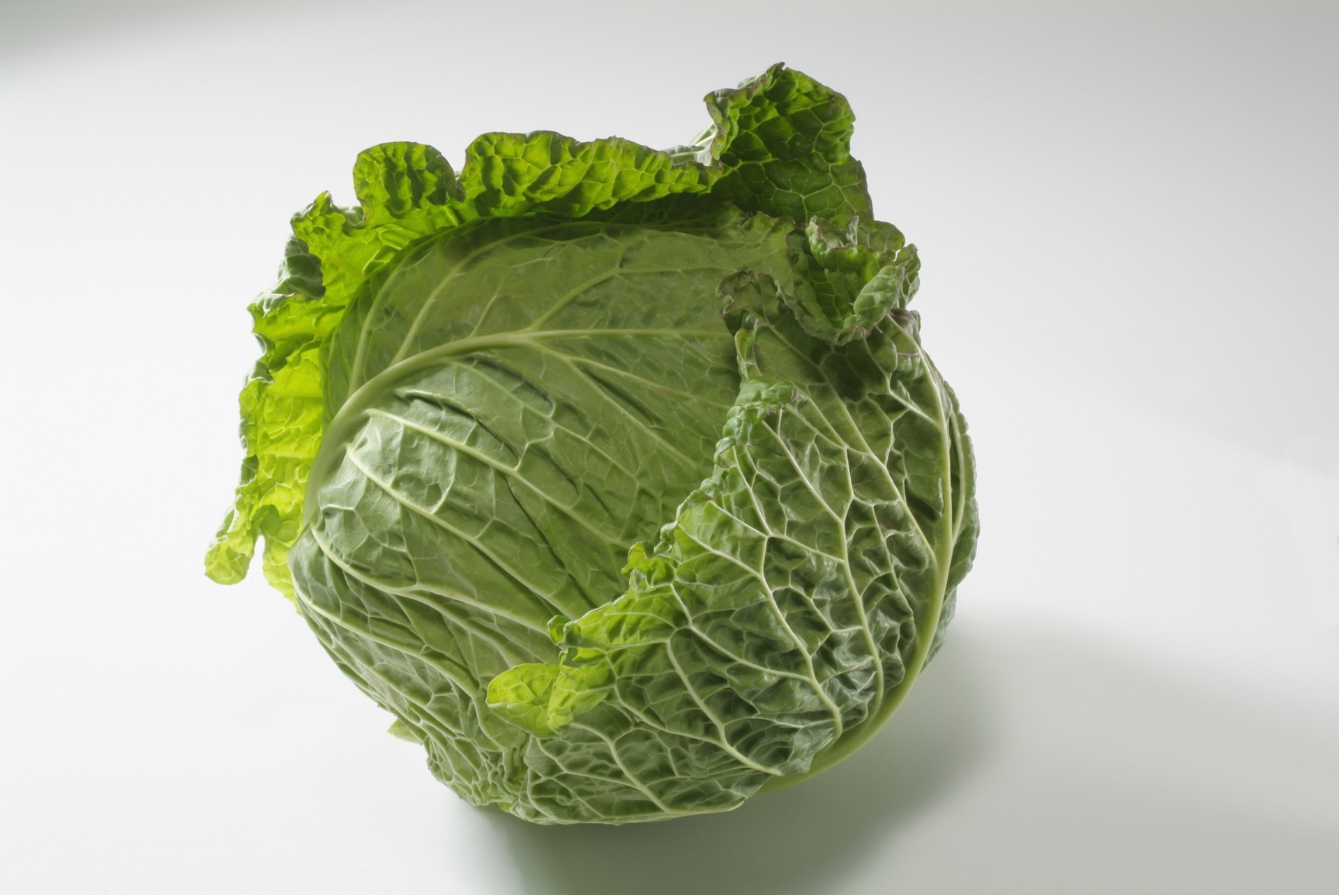 white background cabbage