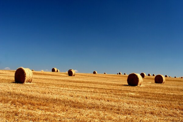 Bales in a field against a blue sky