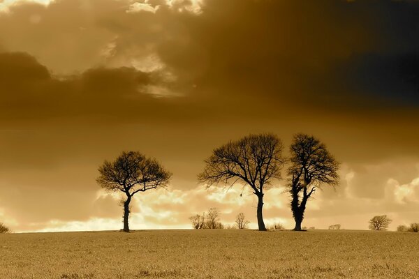 Tres árboles crecen en la estepa sobre un fondo arenoso de nubes oscuras