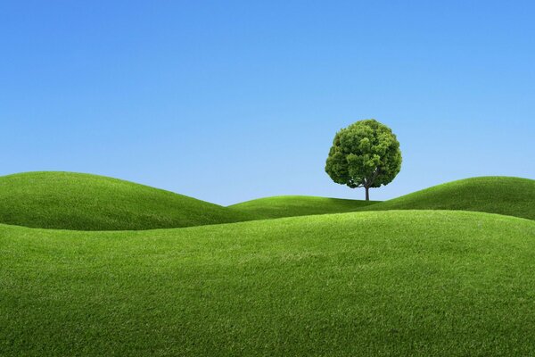 Albero solitario sul prato verde