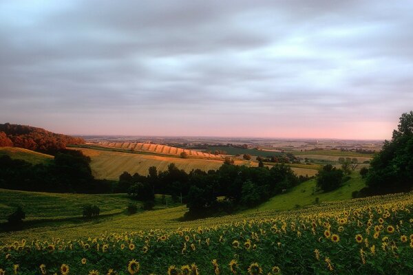 Puesta de sol de verano en un campo de girasoles