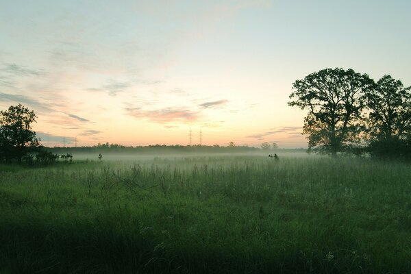 Champ dans le brouillard au coucher du soleil