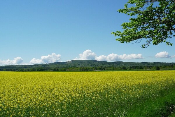 Field of blooming yellow flowers