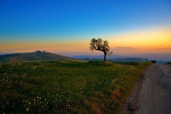 Un árbol solitario contra un cielo de cuento de hadas