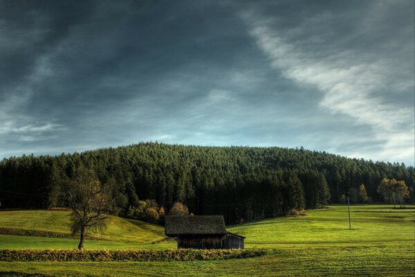 Campo su uno sfondo di foresta di abeti rossi e cielo