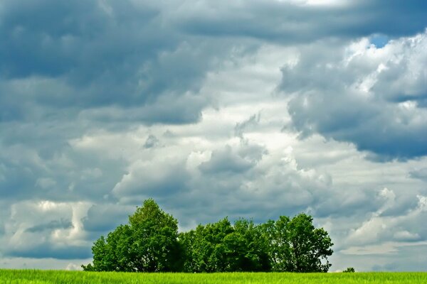 Trees in a field against a background of clouds