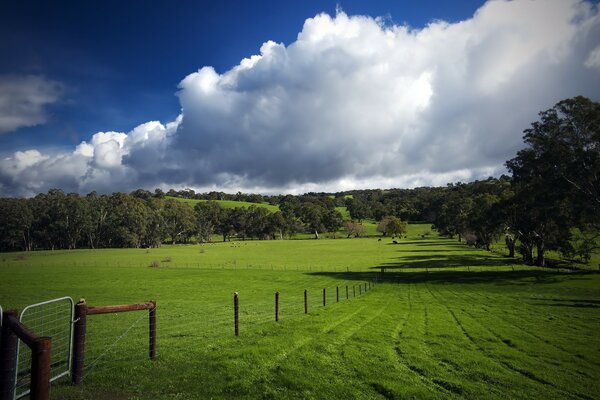 Campo rodeado de árboles. Paisaje. Verano