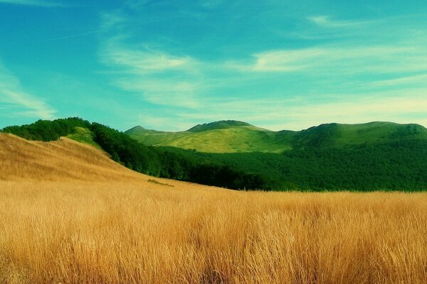 Campo dorato e colline verdi