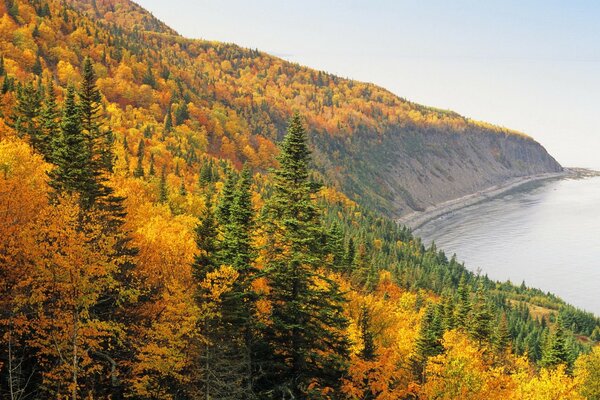 Der Herbst ist gekommen, der Wald überflutet mit Bäumen die Küste