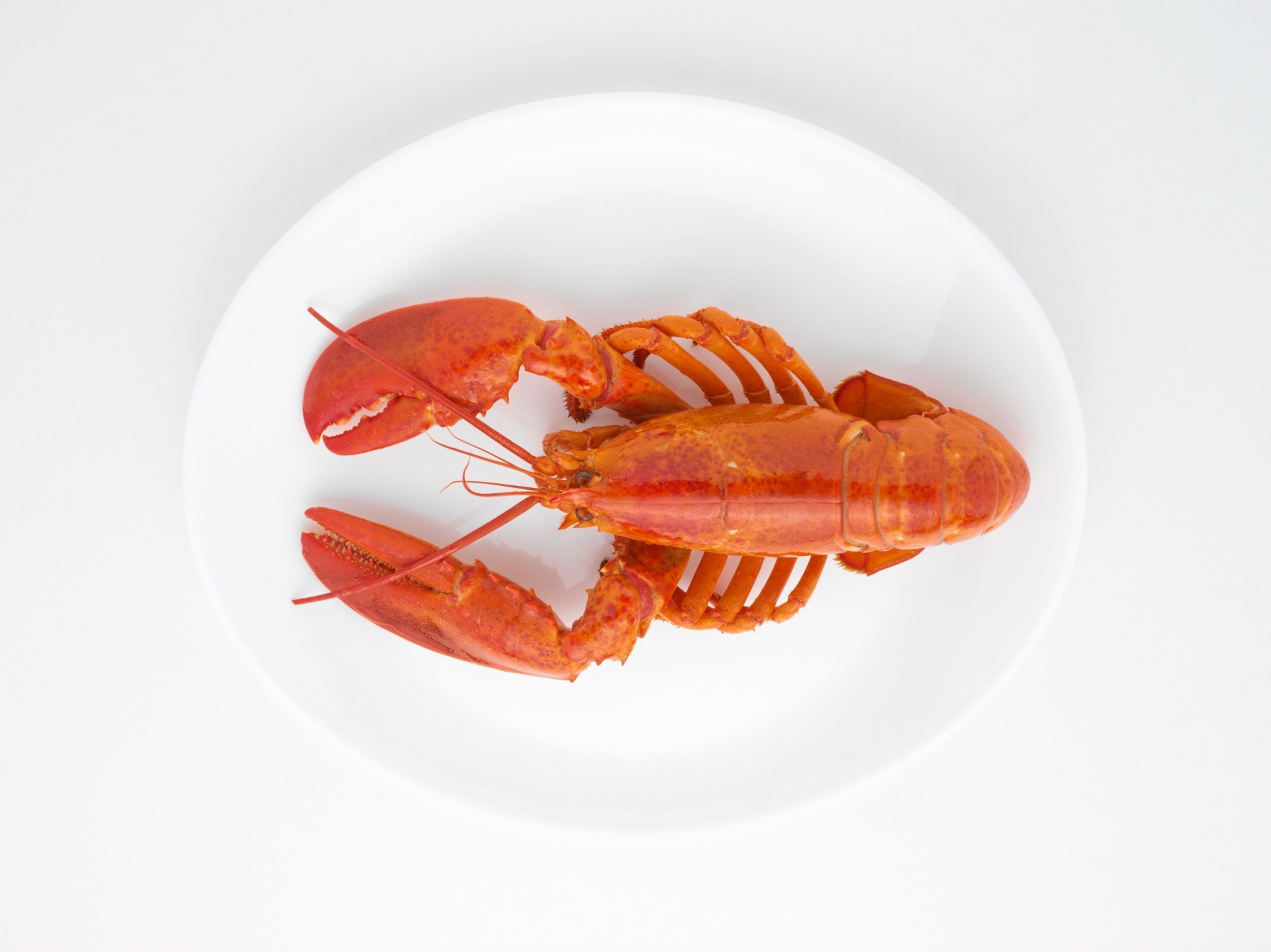 lobster cancer boiled