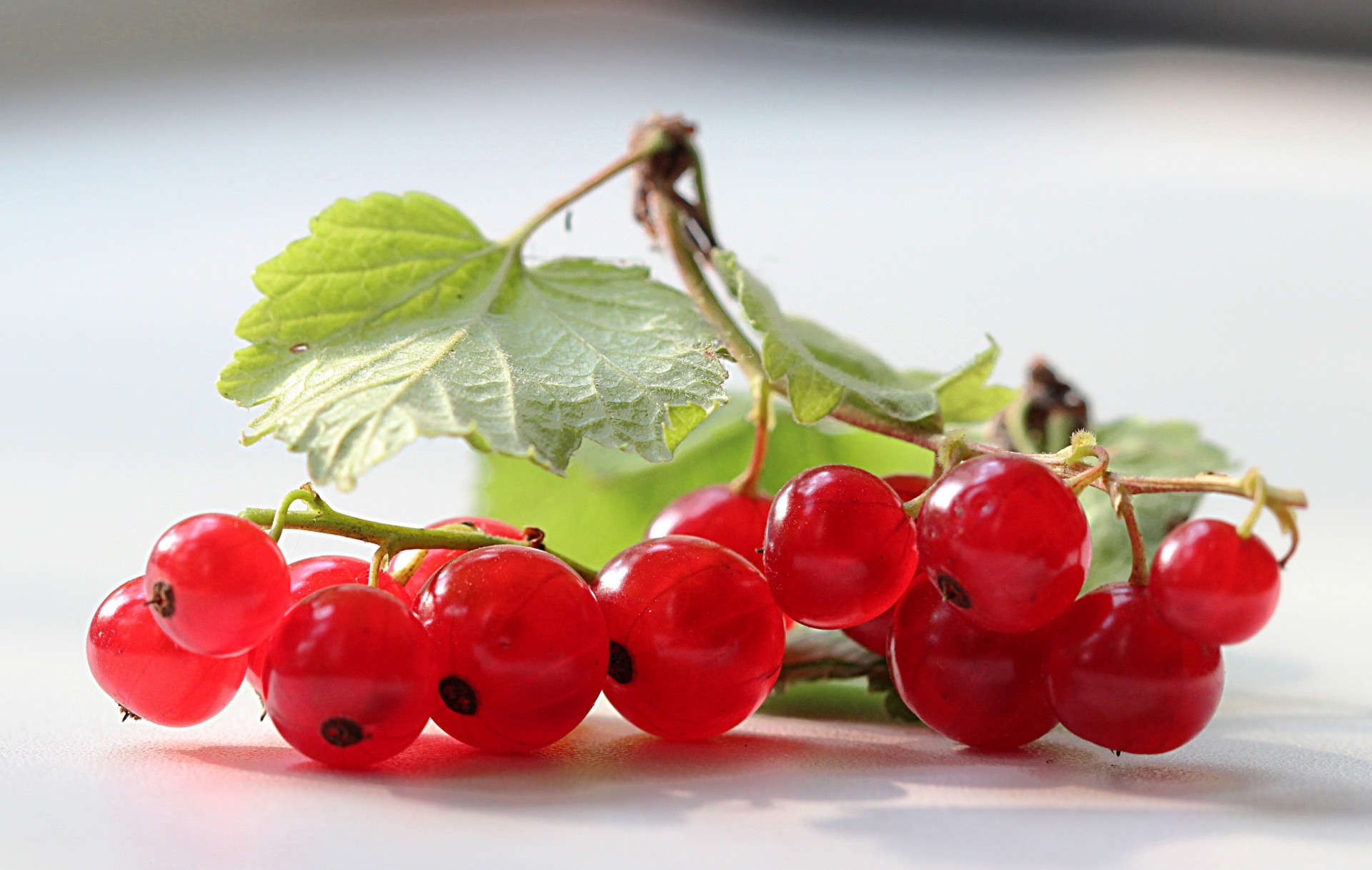 foglia ramo verde ribes