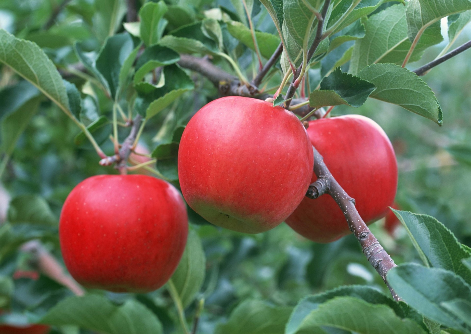 apple sheet branch