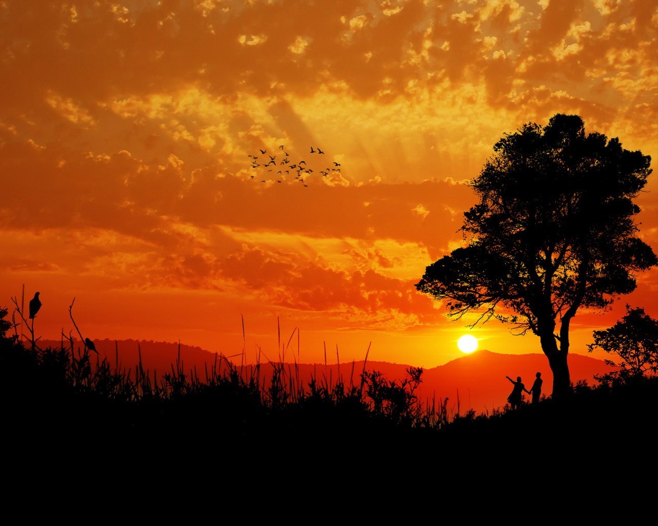 coucher de soleil arbre oiseaux soleil nuages couple