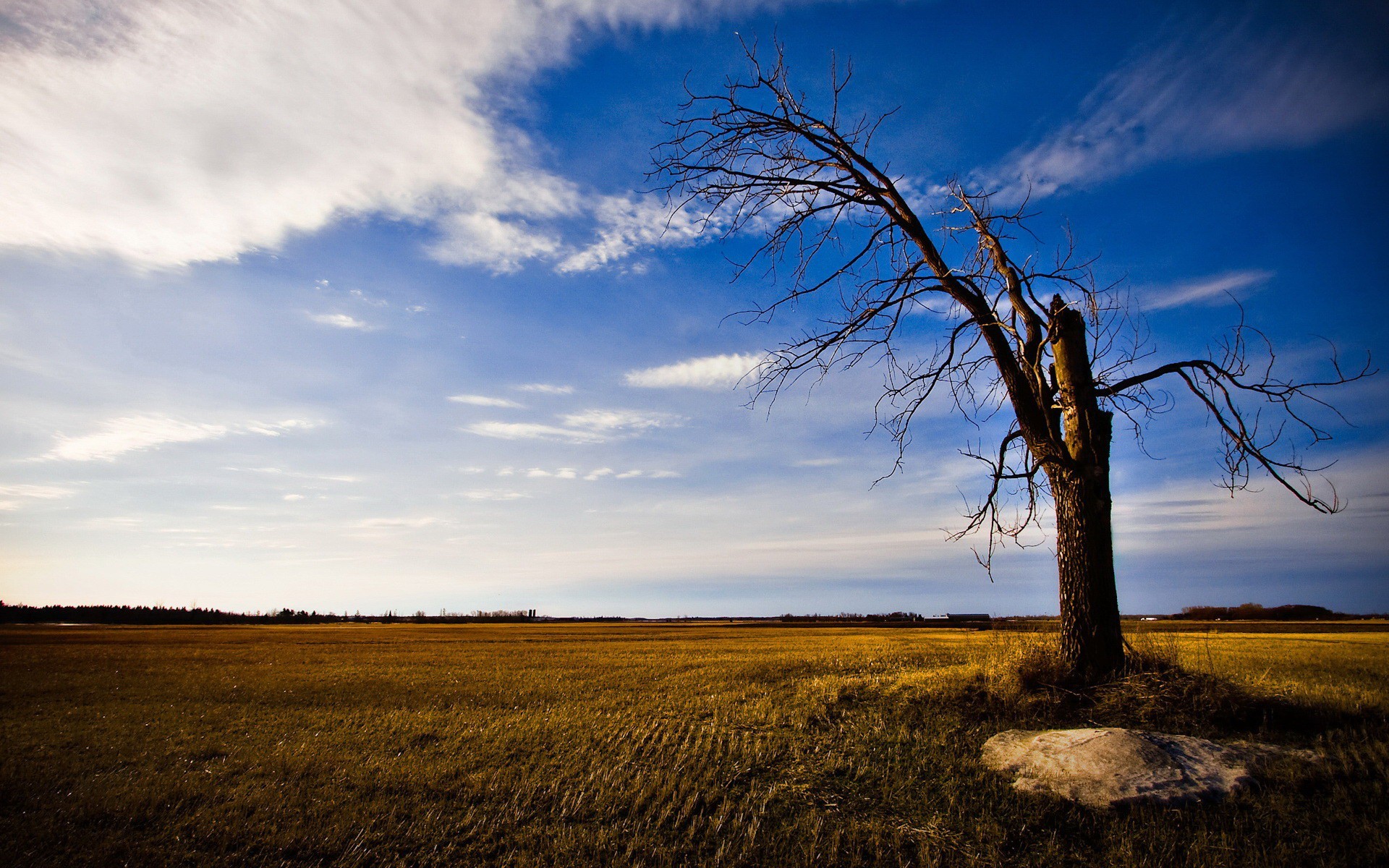 campo árbol cielo nubes