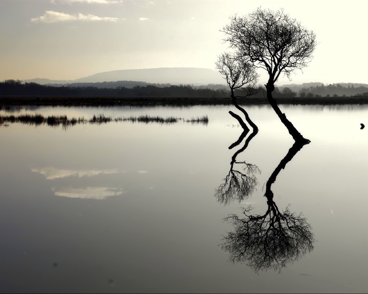 alberi lago riflessione