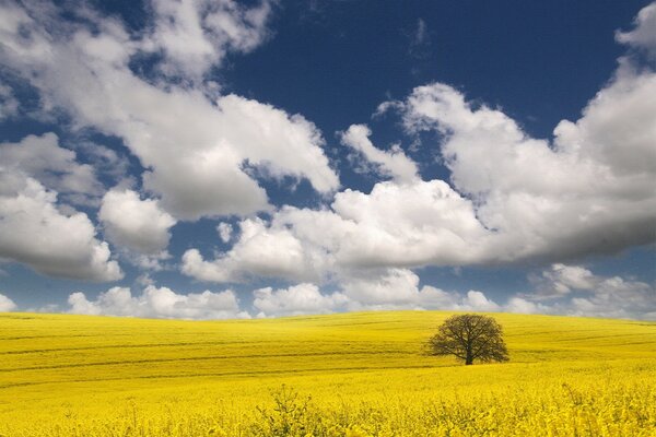 Arbre solitaire dans le champ jaune sous les nuages