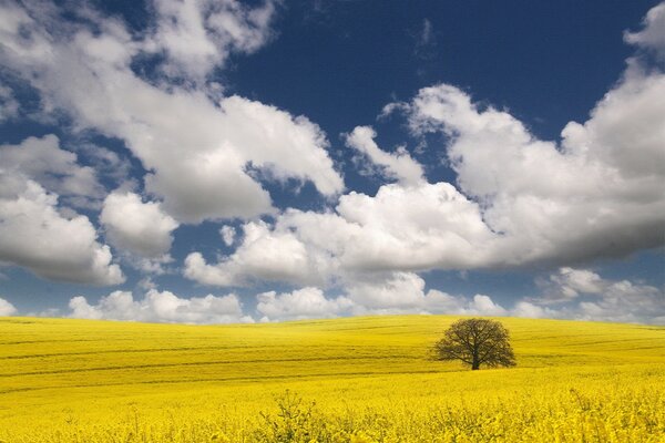 Одинокое дерево в желтом поле под облаками