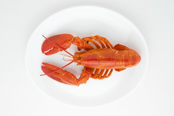 Boiled lobster on a plate