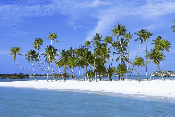 Spiaggia di sabbia con palme sull Isola