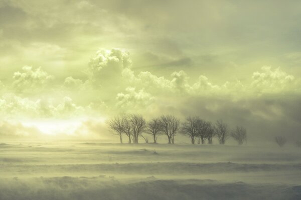 Деревья стоят на ветру в снежную бурю