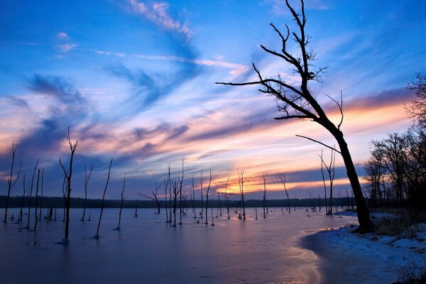 Arbres qui poussent sur le lac en hiver