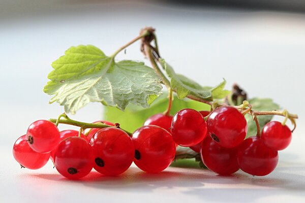 A sprig of currant for winter