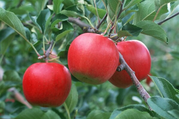 A variety of red apples on a branch