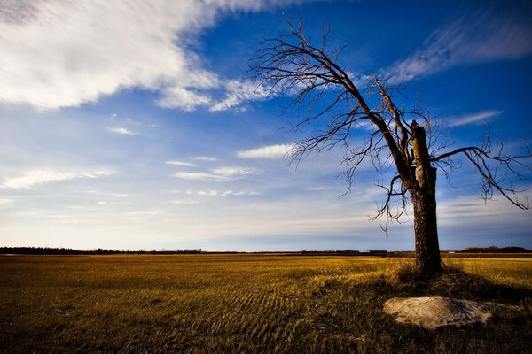 Baum im Feld vor dem Hintergrund von Himmel und Wolken