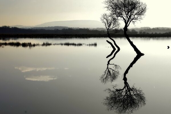 Due alberi solitari radicati nel lago