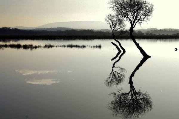 Два одиноких дерева уходящих корнями в озеро