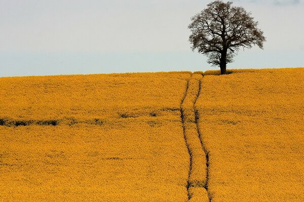 A road in a yellow field with a lone tree