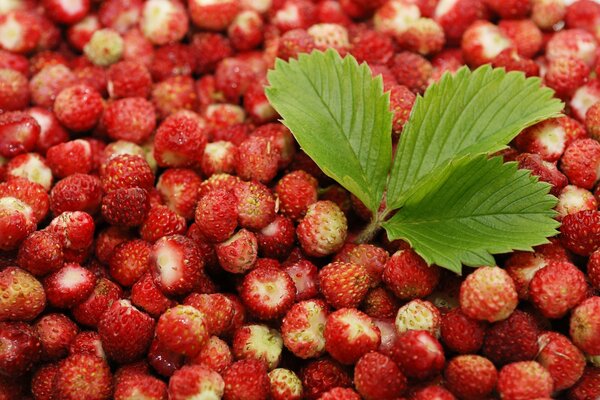 Red juicy ripe strawberries