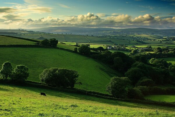 Hills in green decoration. Wildlife. Summer landscape