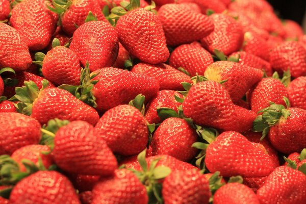 Lots and lots of choice strawberries