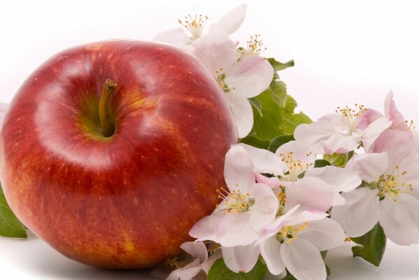 Red apple with pink flowers