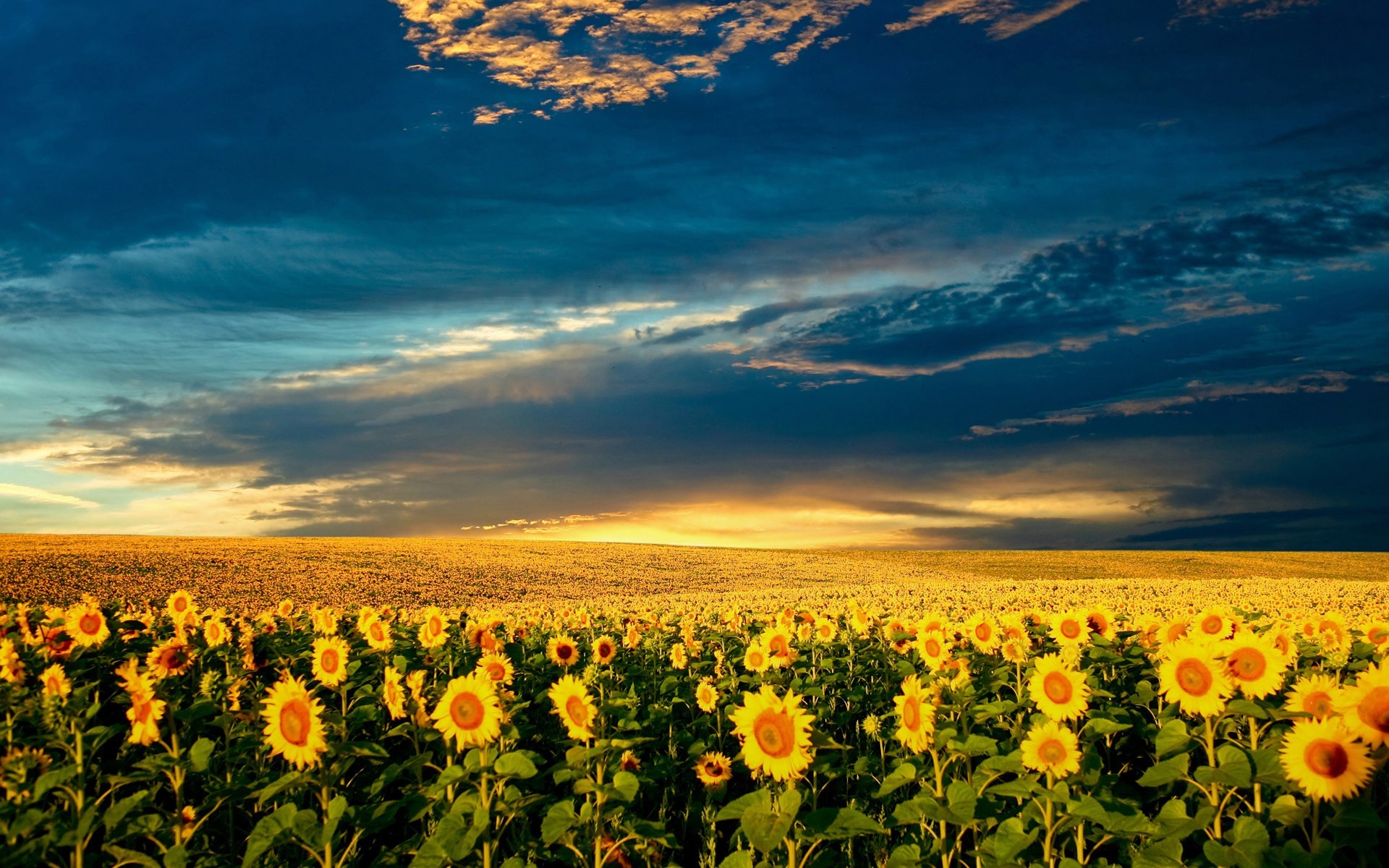 champ tournesols nuages