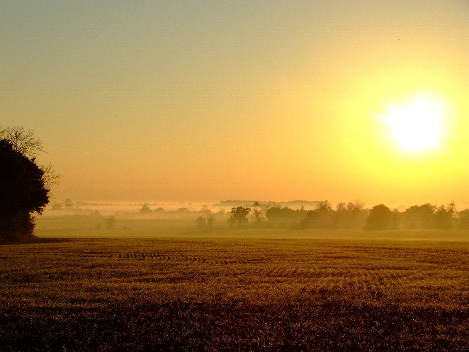 campo niebla sol