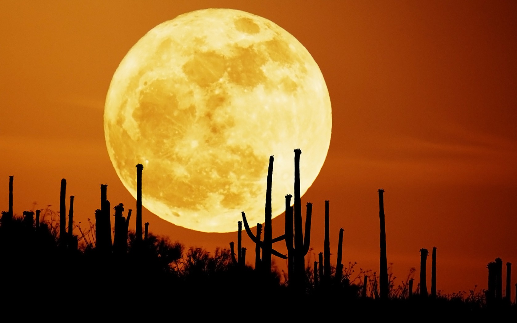 moon sky desert night cactu