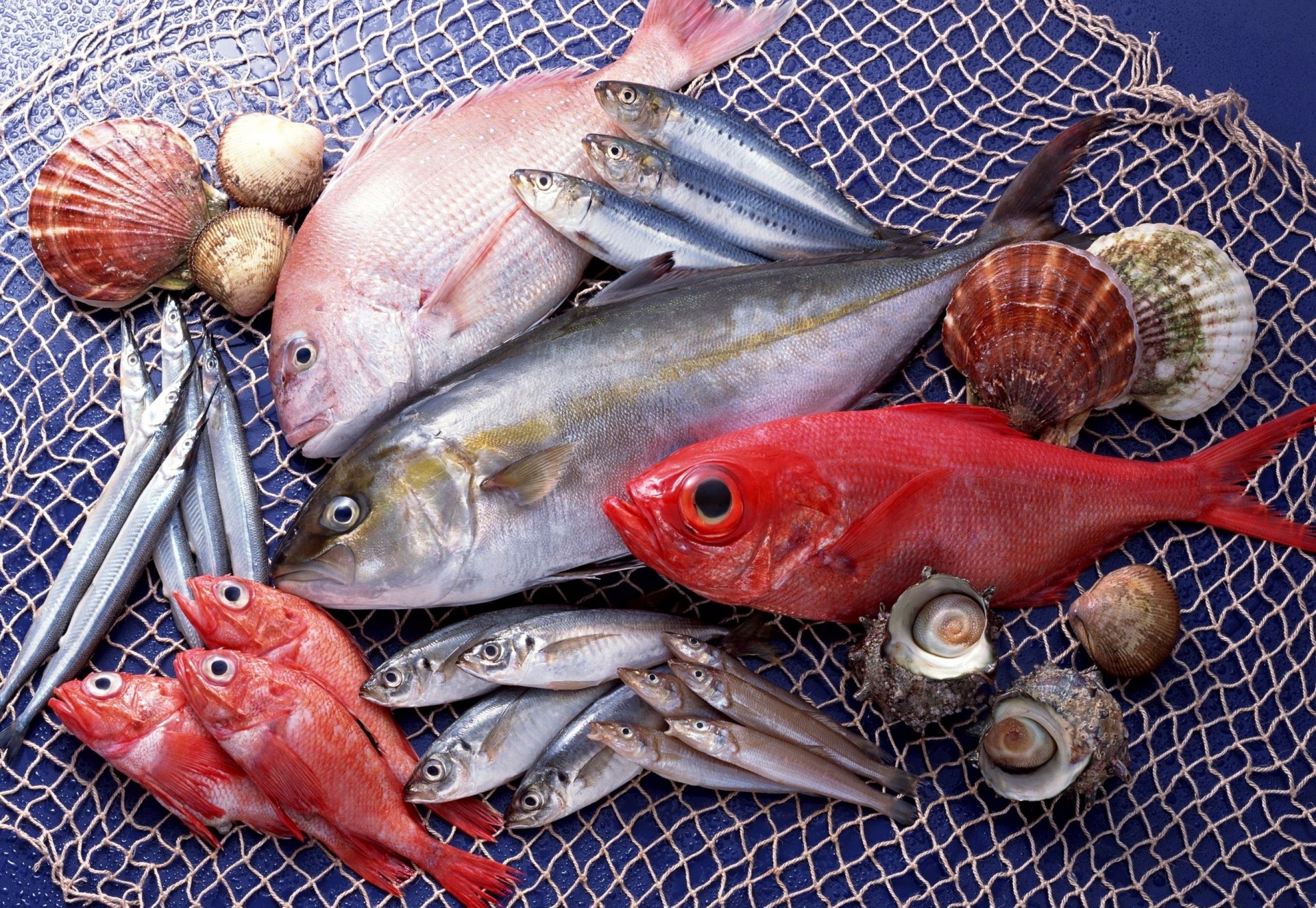 poissons fruits de mer variété