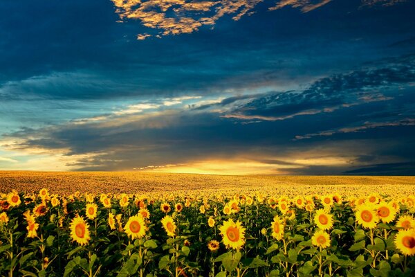 Bellissimi girasoli, bella nuvola