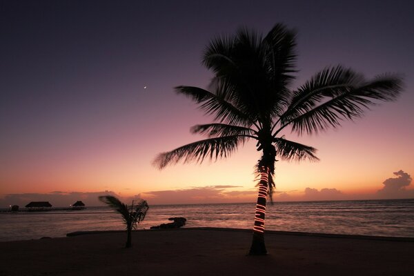 Sunset on the seashore by the palm tree