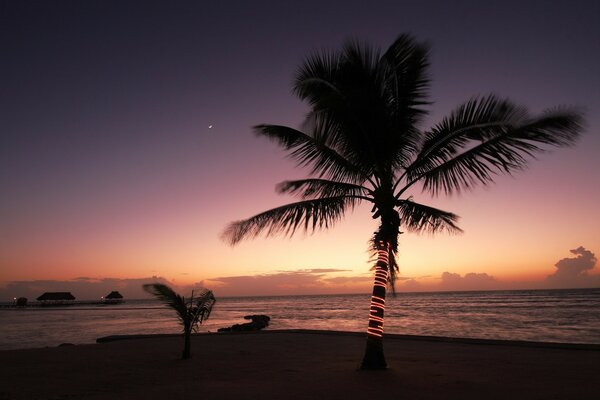 Coucher de soleil au bord de la mer par un palmier