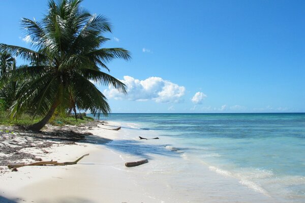 Photo palm beach