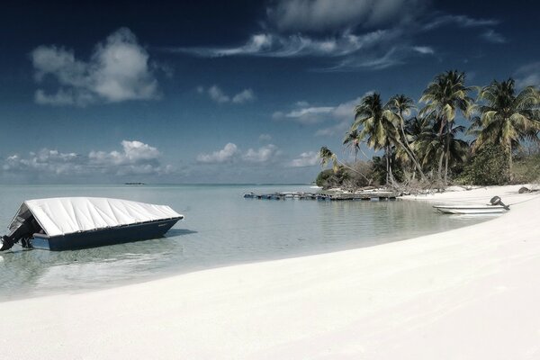 Beach boat palm trees photo