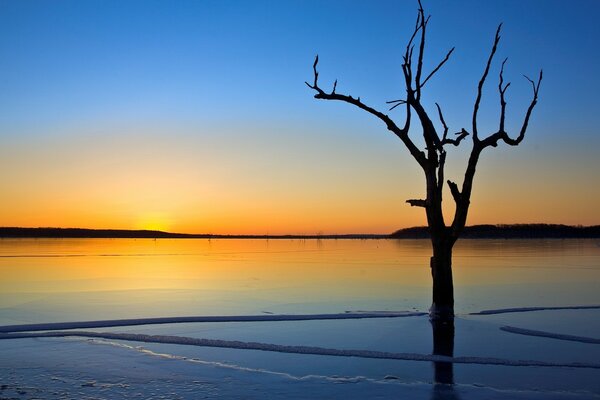 Alberi prosciugati in un lago ghiacciato