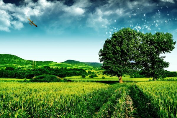 Foto Landschaft grünes Feld