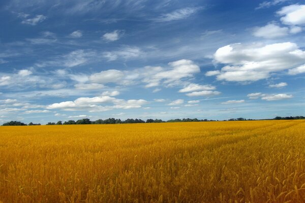 Yellow field and clouds in the sky