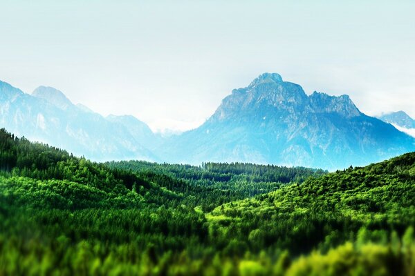 Arbres verts sous les hautes montagnes