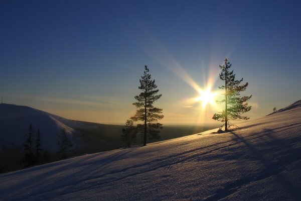 Winter sunlight from behind a fir tree