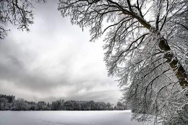 Alberi di neve e una radura di neve bianca